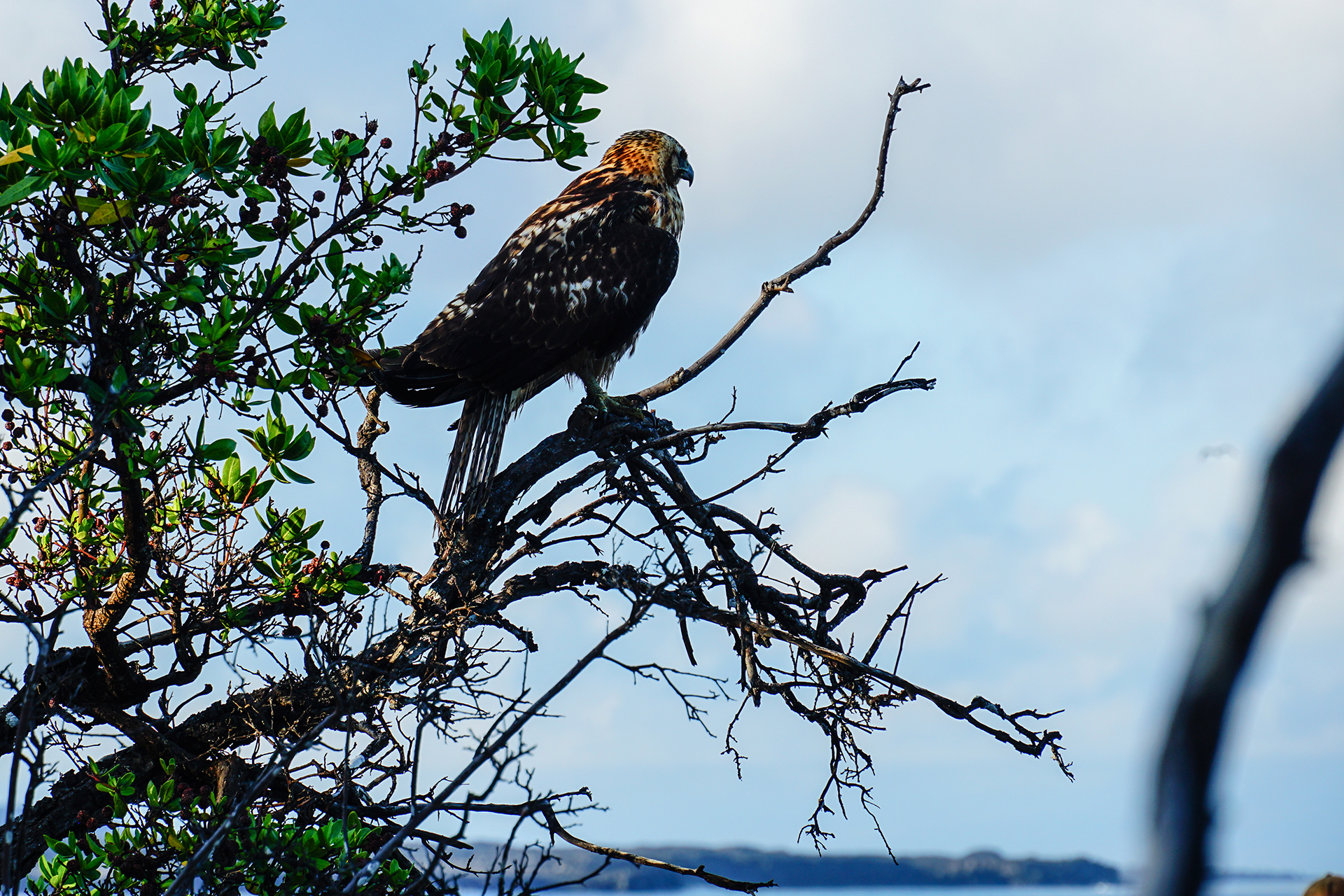 A juvenile Galápagos hawk hung out on this branch on Espumilla Beach, enjoying the view - while we enjoyed watching the hawk.